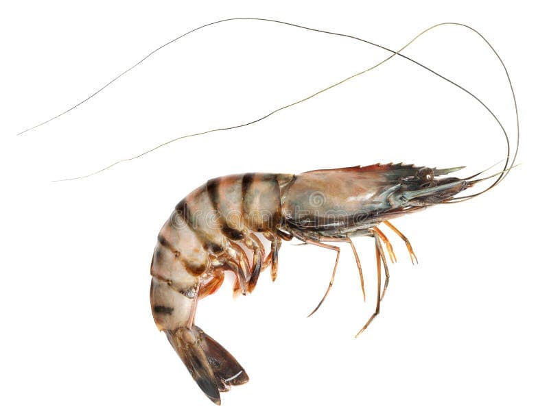 Crevettes tigrées