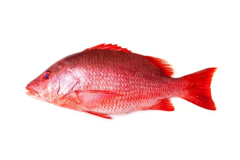 Vivaneau