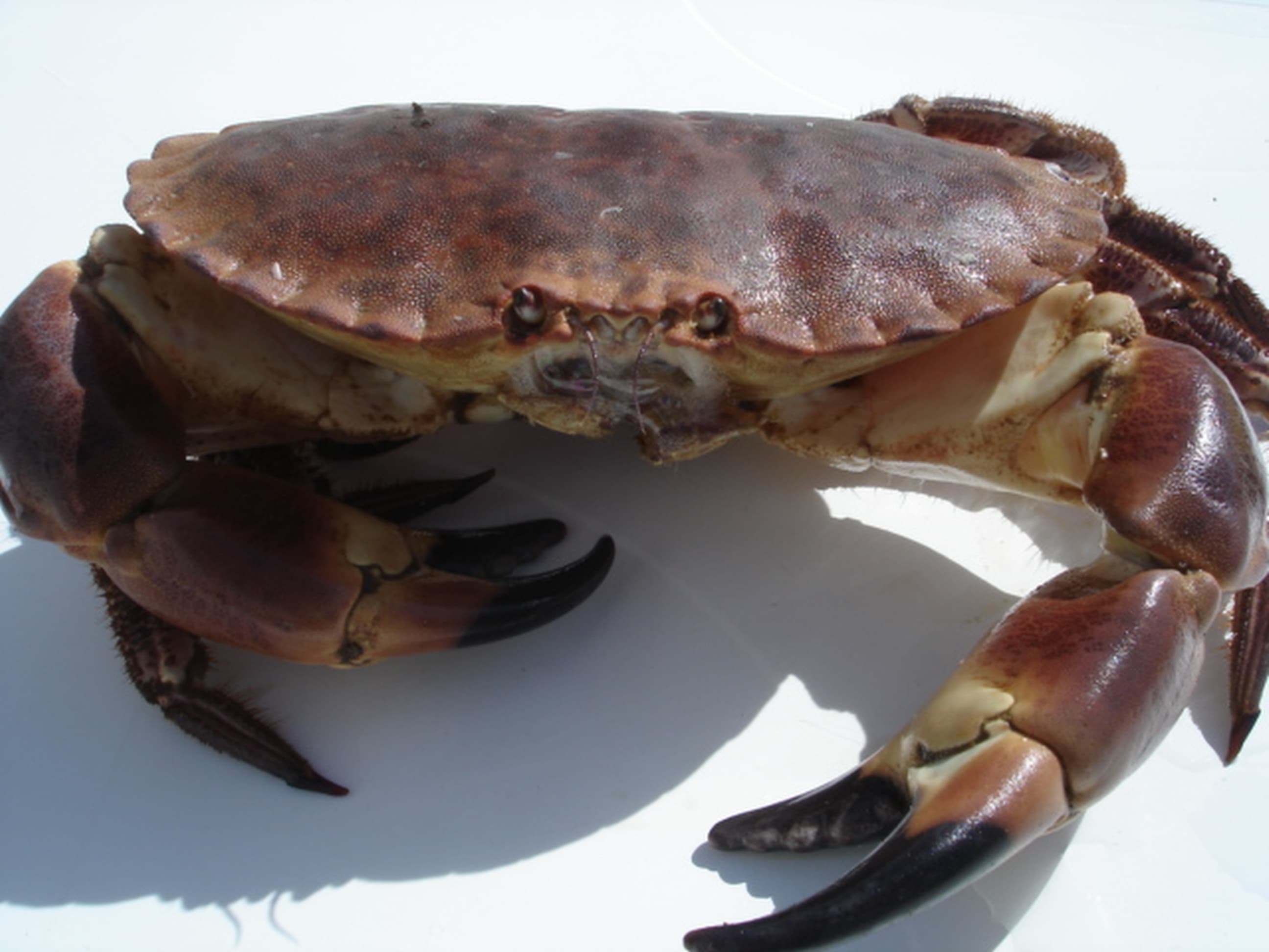 Crabe dormeur