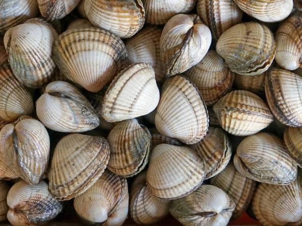 Fruits de Mer