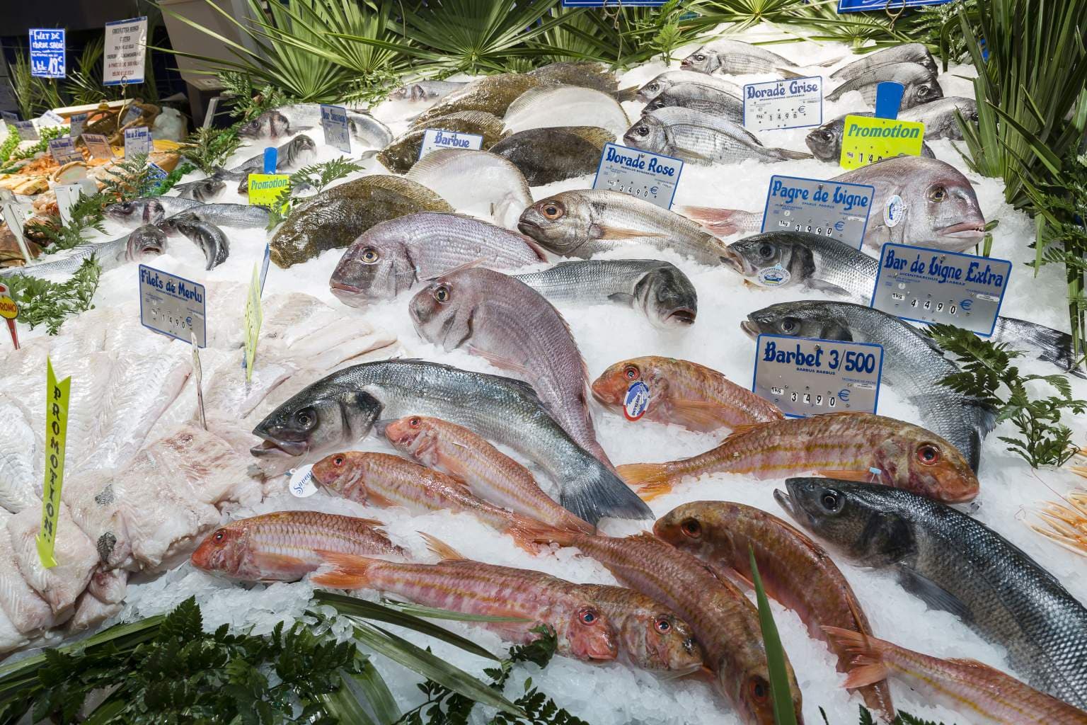 Poissons Frais