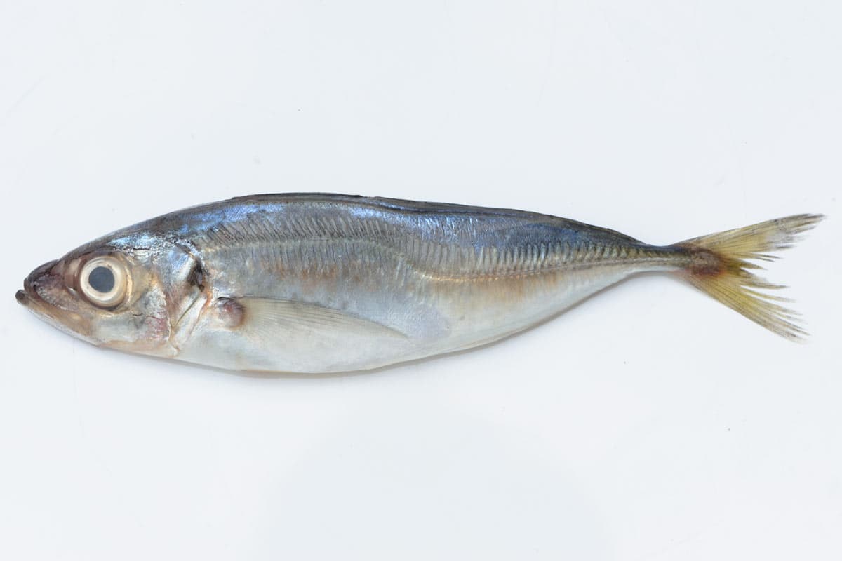 Chinchard