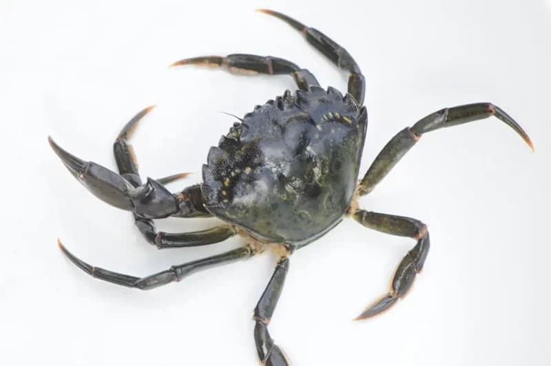 Crabe vert