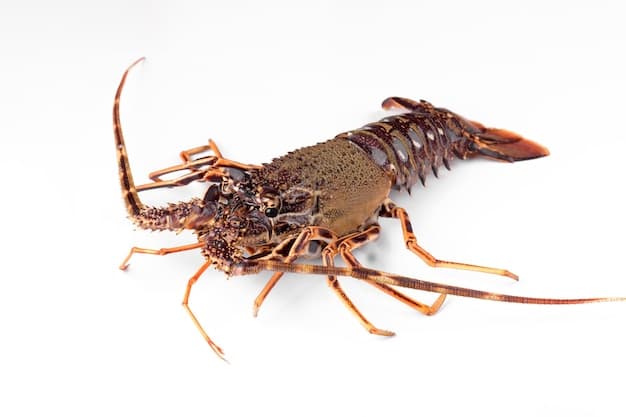 Langouste