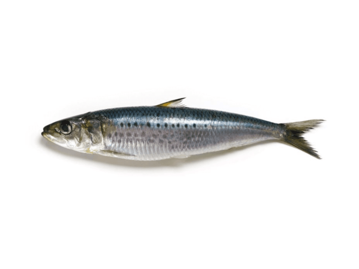 Sardine
