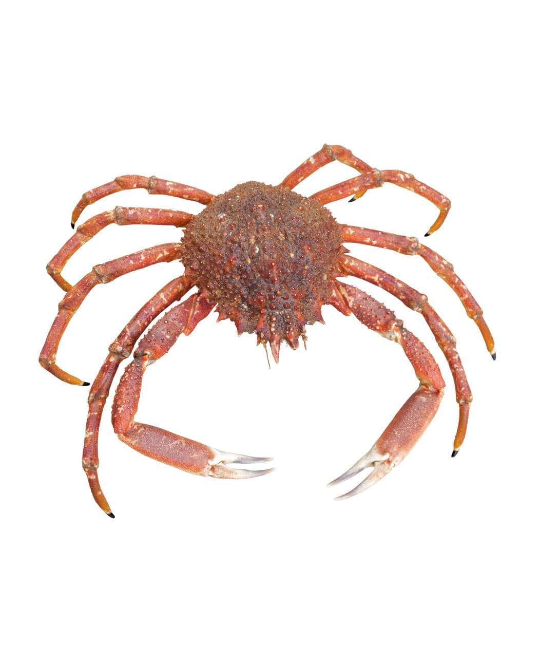 Araignée de mer