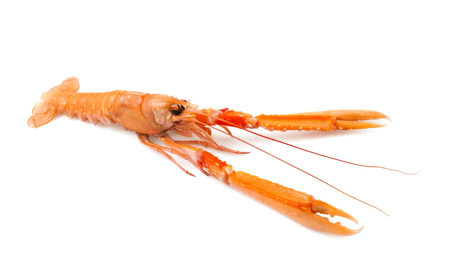 Langoustines
