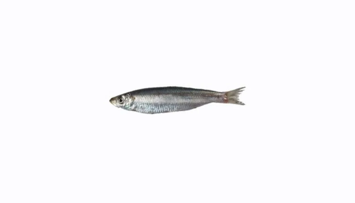 Sprat