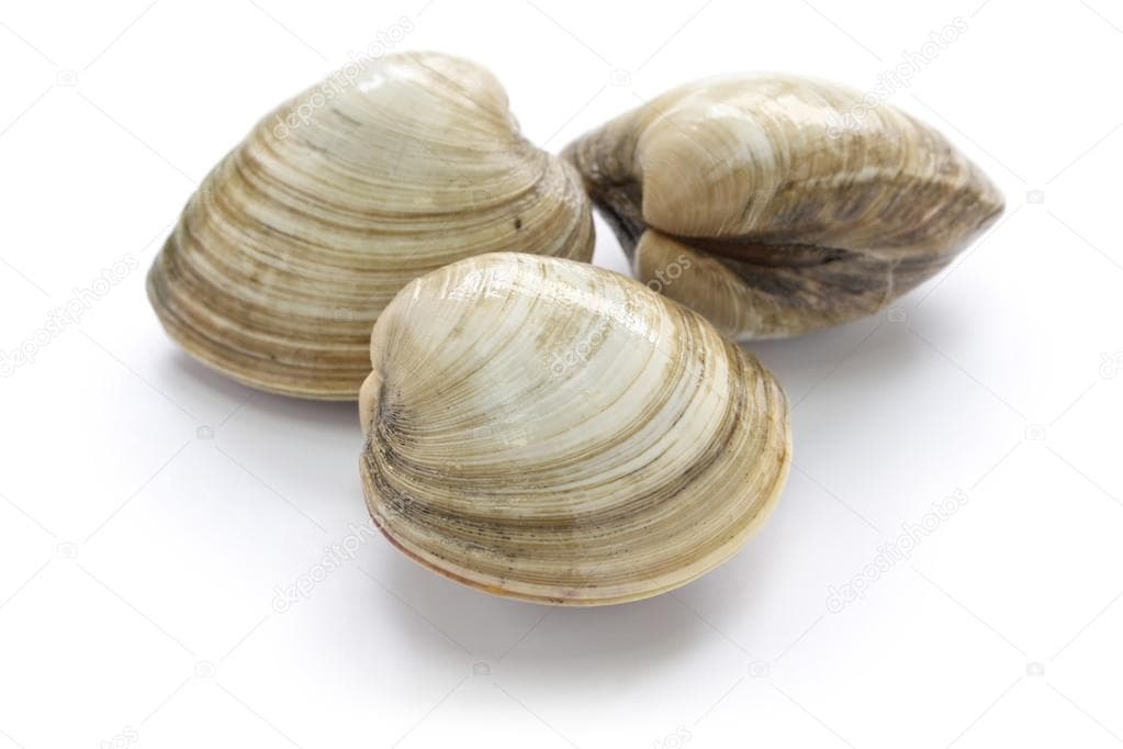 Vongoles