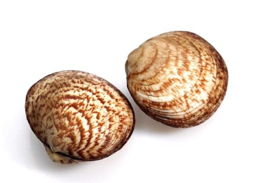 Amandes de mer