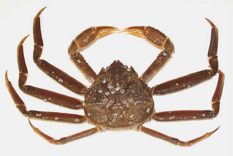 Crabe des neiges