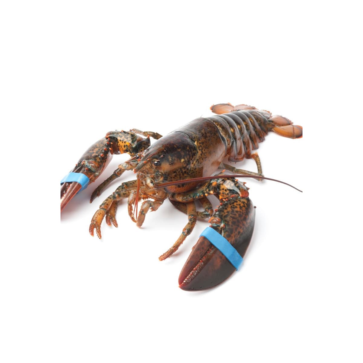 Homard canadien