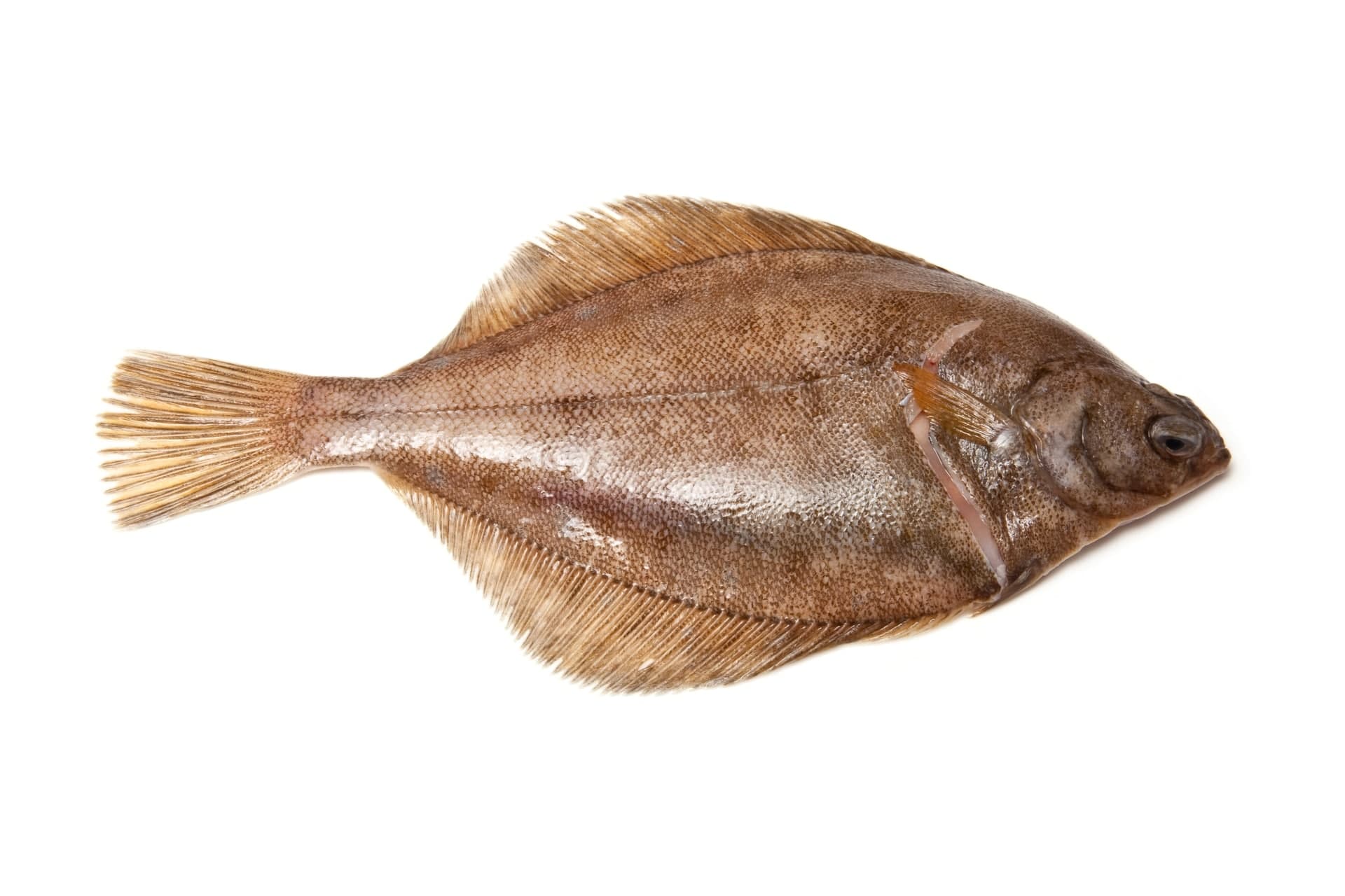 Sole