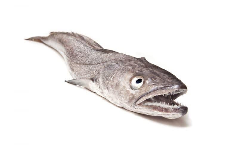 Merlu