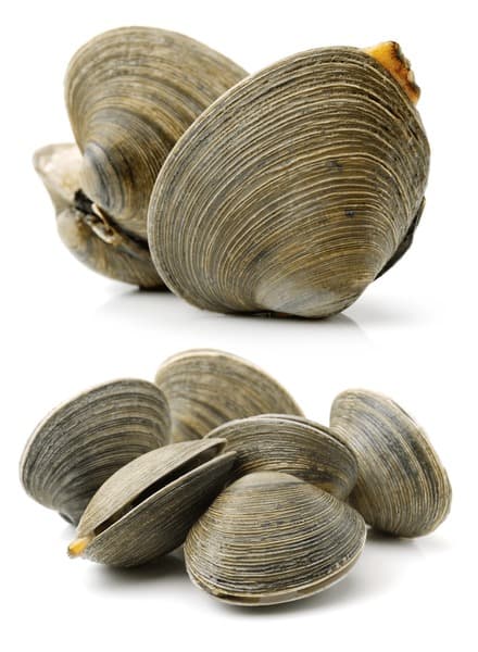 Clams