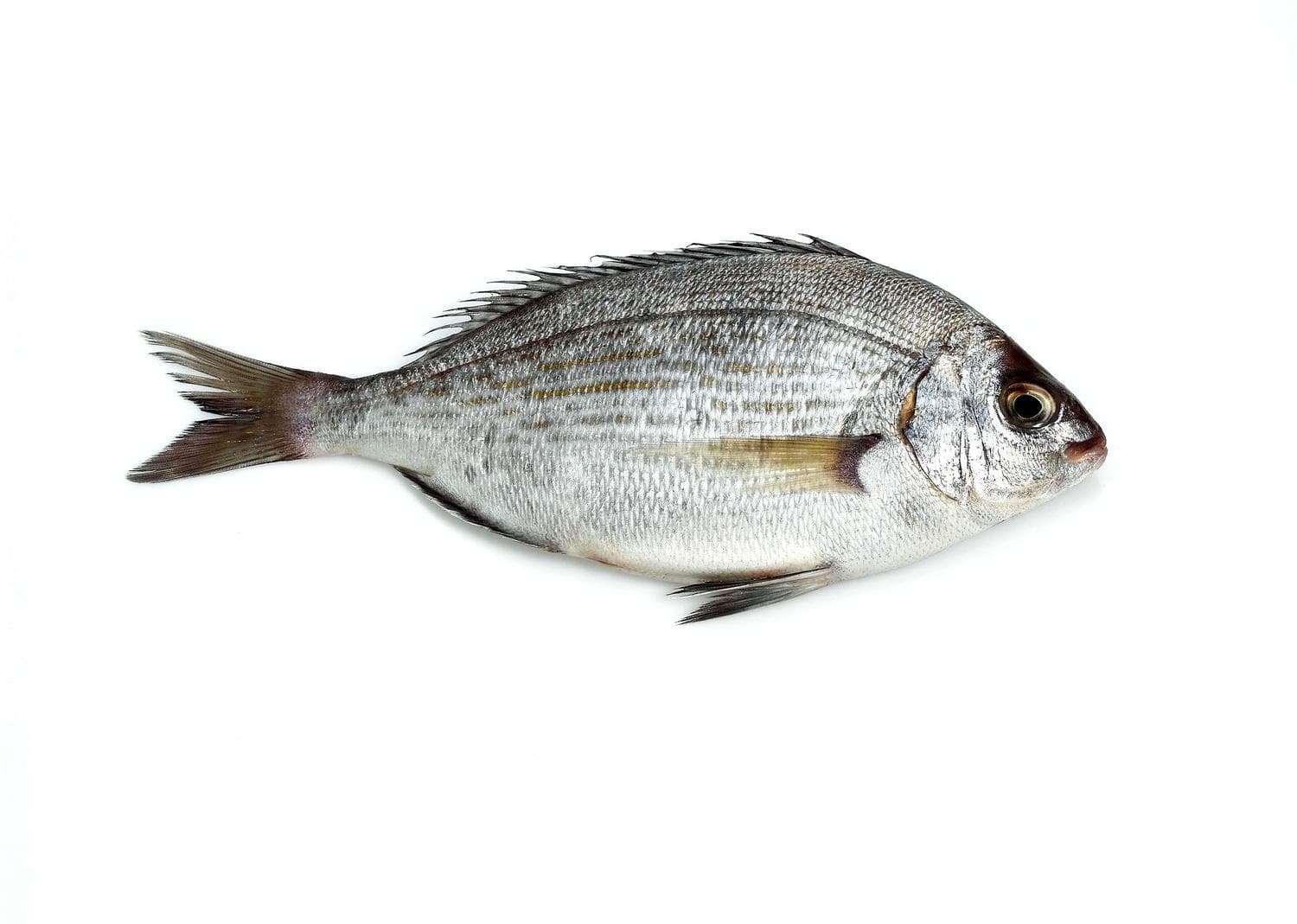 Dorade grise